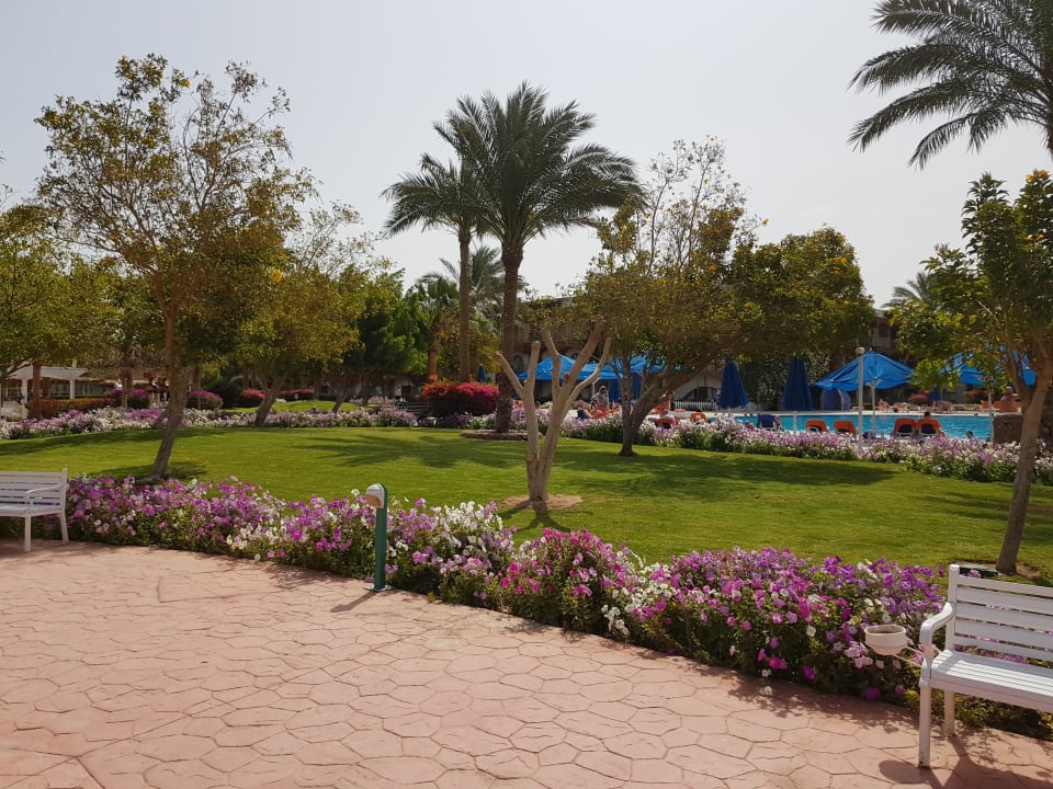 Gartenanlage Desert Rose