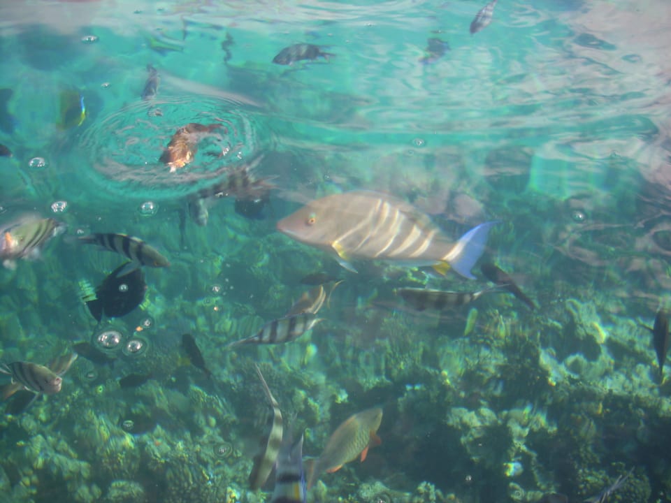 Vom Steg aus gesehen Tropitel Sahl Hasheesh