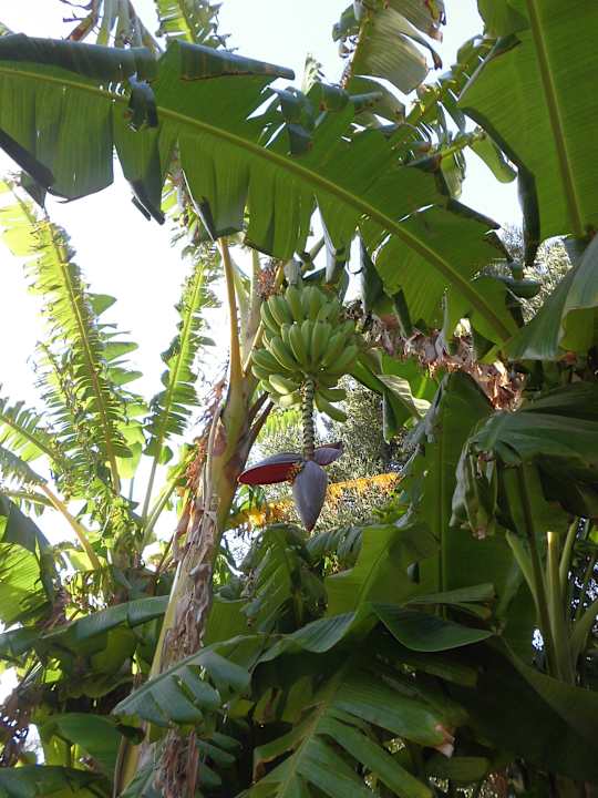 Bananenstaude in der Anlage vor dem Hotel SBH Hotel Costa Calma Palace