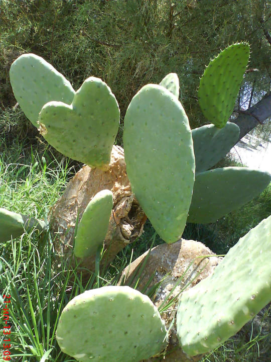 MC Park Resort Hotel & Spa  MC Beach Park Resort Hotel