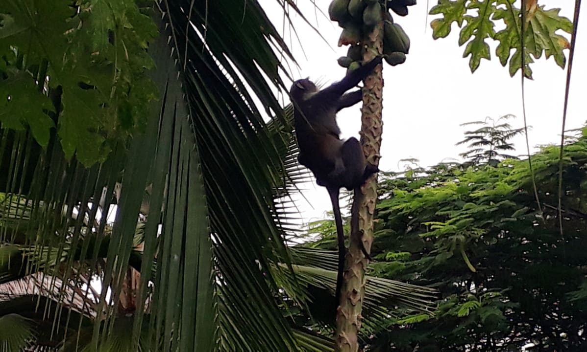 Gartenanlage Spice Island Hotel & Resort