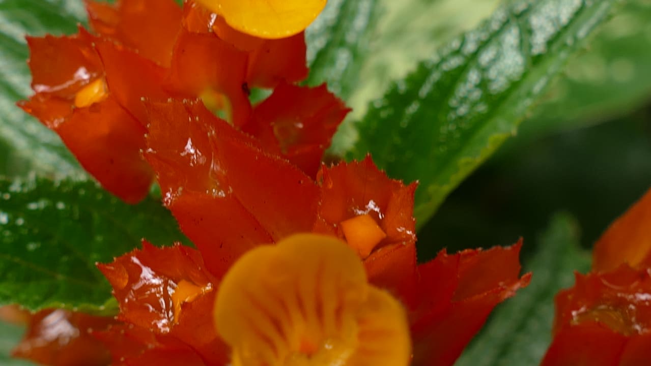 Gartenanlage Amazon Village Lodge