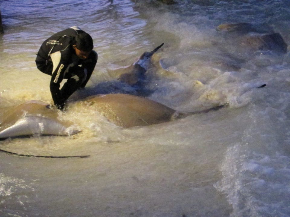 Rochenfütterung Kuramathi Maldives