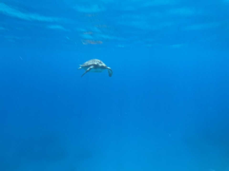 Sport & Freizeit Crystal Springs Beach Hotel