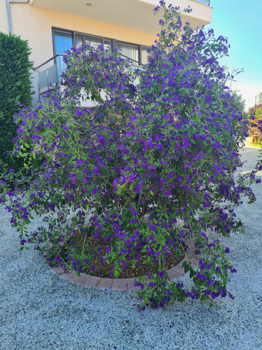 Gartenanlage Istion Club & Spa