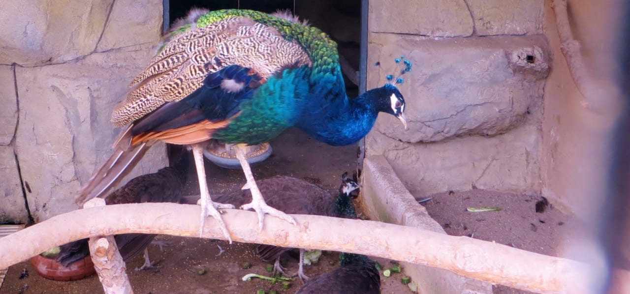 Der Kleine Zoo vom Hotel Pirate's Beach Club