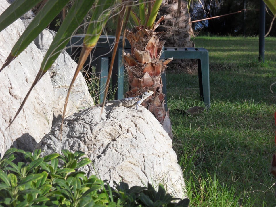 Ein etwas größerer Gecko  Hotel Yetkin