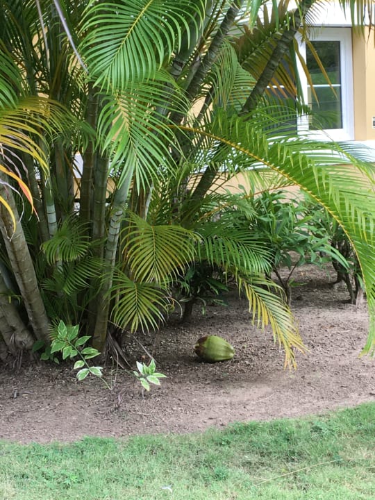 Gartenanlage Grand Palladium Select Bávaro Resort & Spa