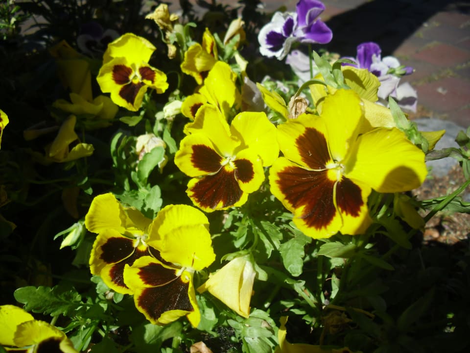 Gartenanlage Landhuus Laurenz