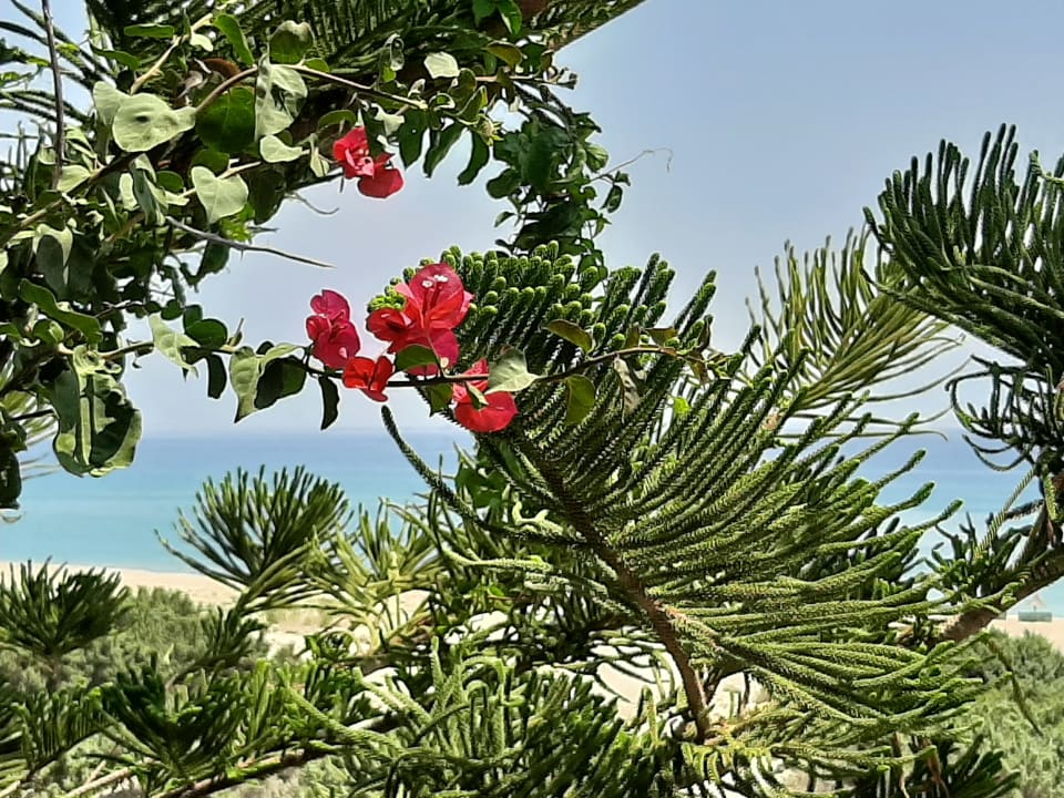 Strand Lagas Aegean Village