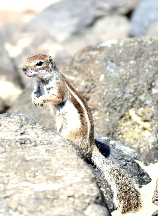 Sonstiges Marina Playa Suite Hotel