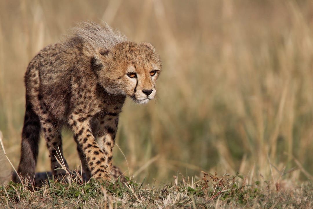 Auf Pirschfahrt Mara Bush Camp - Private Wing
