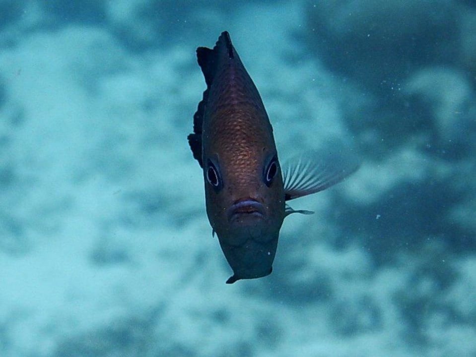 Wer staunt da mehr - Fisch oder Mensch Kuramathi Maldives