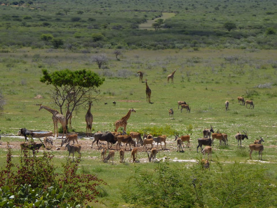 Sport & Freizeit Aloegrove Safari Lodge