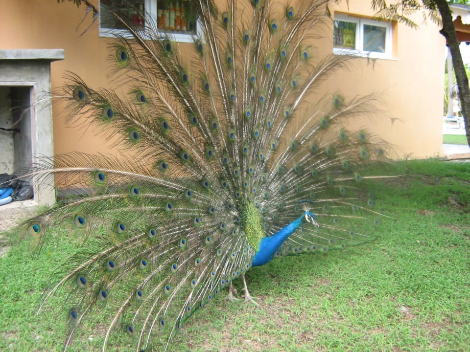 Freilaufende Tiere Hotel Playa Pesquero