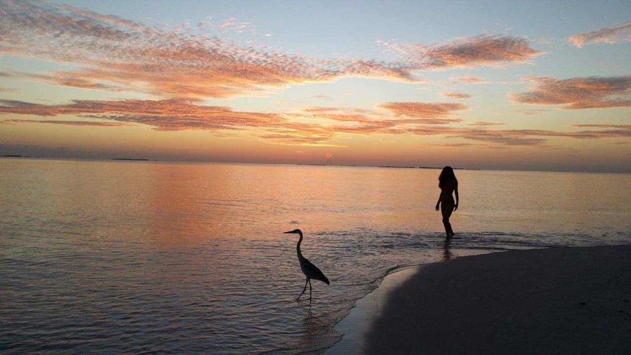 Восход и цапля Vilamendhoo Island Resort & Spa