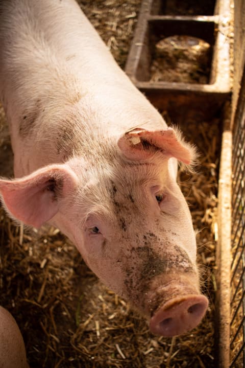 Sonstiges Ferienhof König