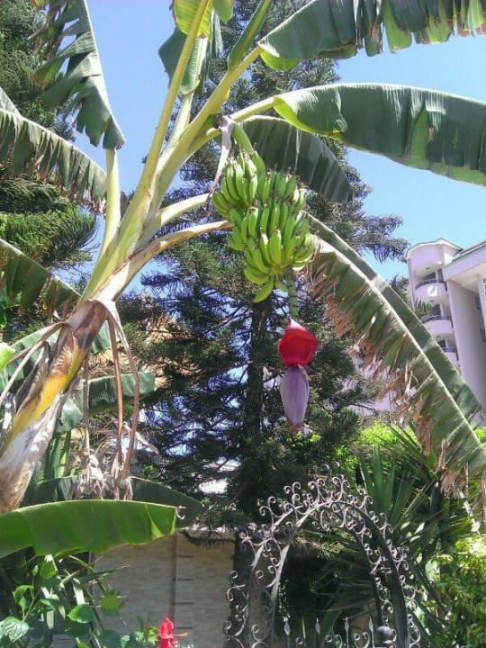 Lust auf eine Banane? Prestige Alanya
