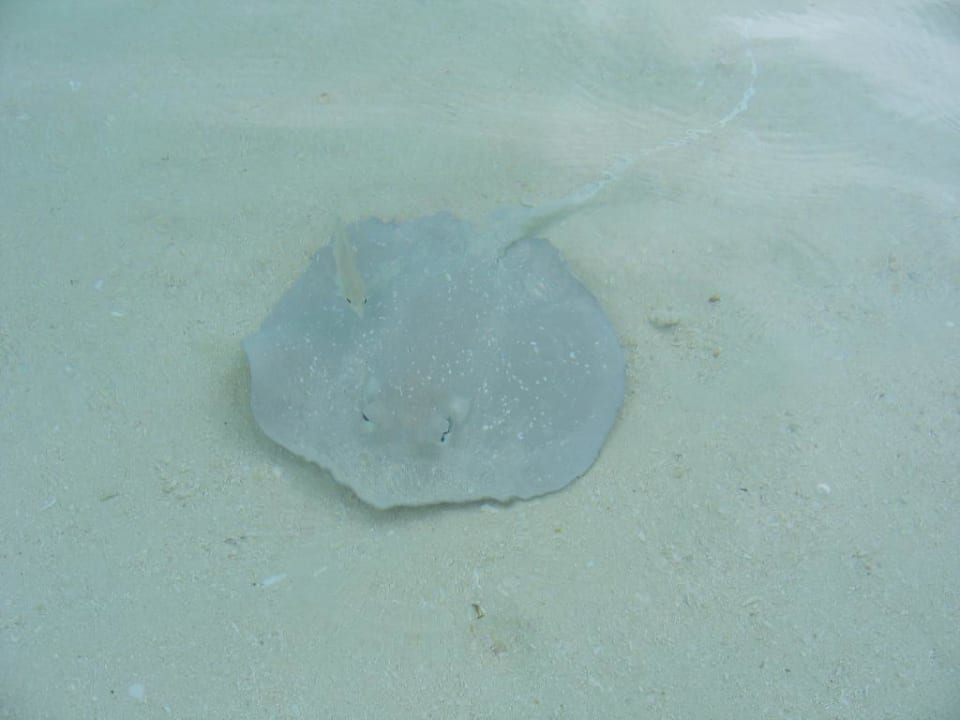 Rochen Summer Island Maldives