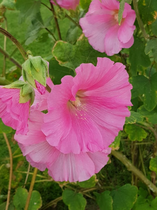 Gartenanlage Steigenberger Coraya Beach - Adults only