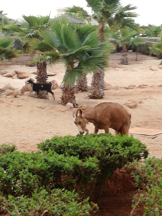 Gartenanlage Hotel Riu Touareg
