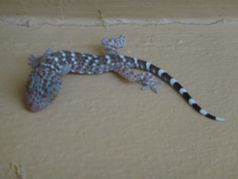 Moskitojäger im schlafzimmer The Fair House Beach Resort