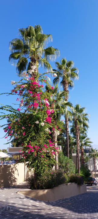 Gartenanlage Club Sidelya Hotel