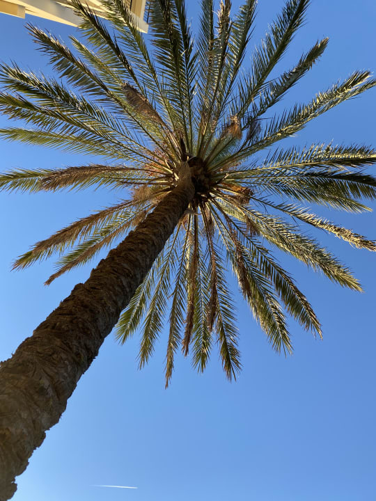 Gartenanlage PortoBay Falésia