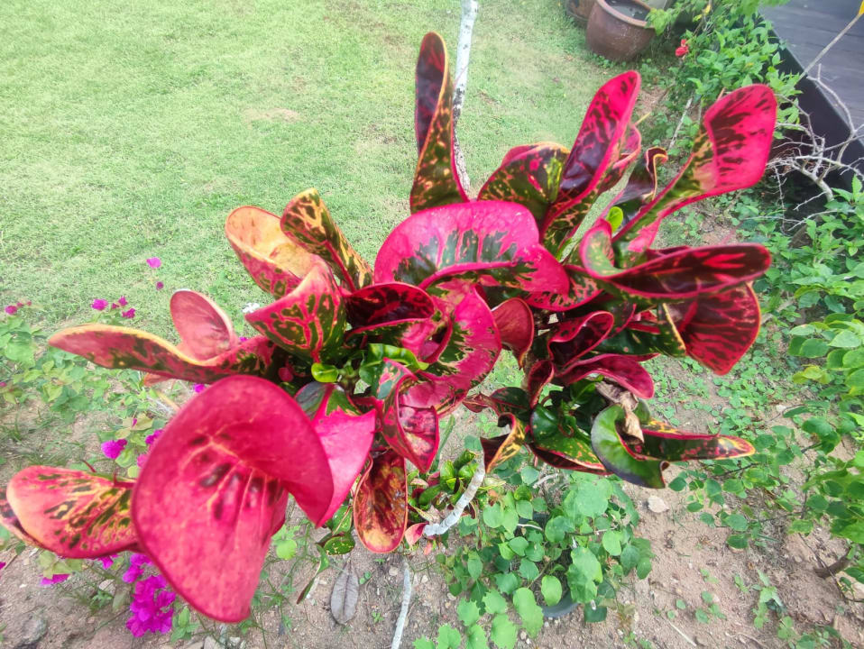 Gartenanlage Khaolak Orchid Beach Resort