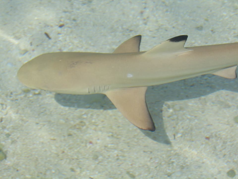 Schwarzspitzen - Riffhai Kuredu Island Resort & Spa