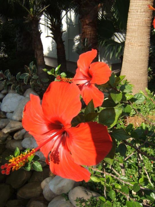 Blütenpracht im Alantur Labranda Alantur Resort