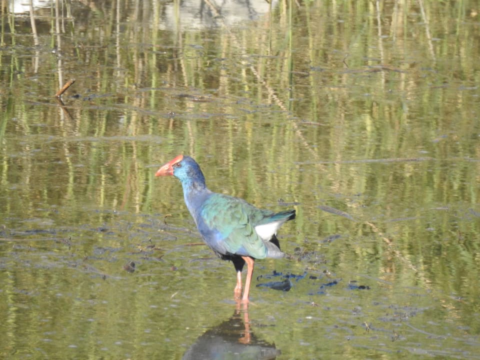 Gartenanlage Jolie Ville Kings Island Luxor