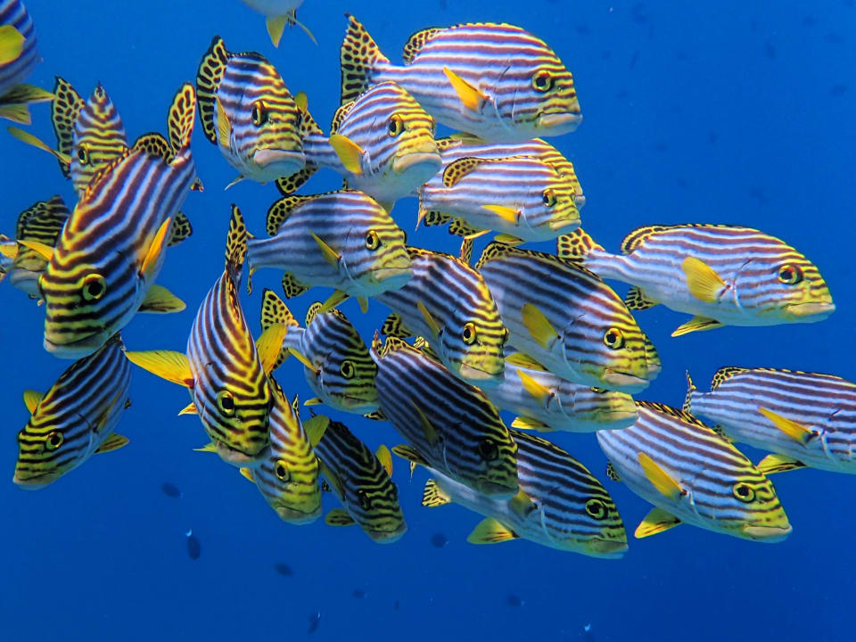 Sport & Freizeit Filitheyo Island Resort