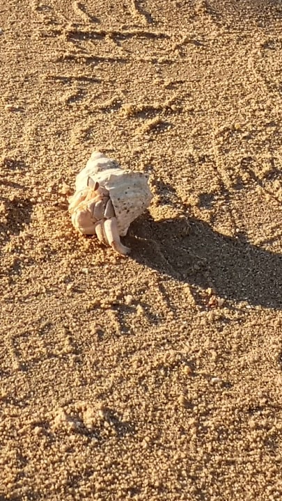 Strand Pickalbatros Citadel Resort