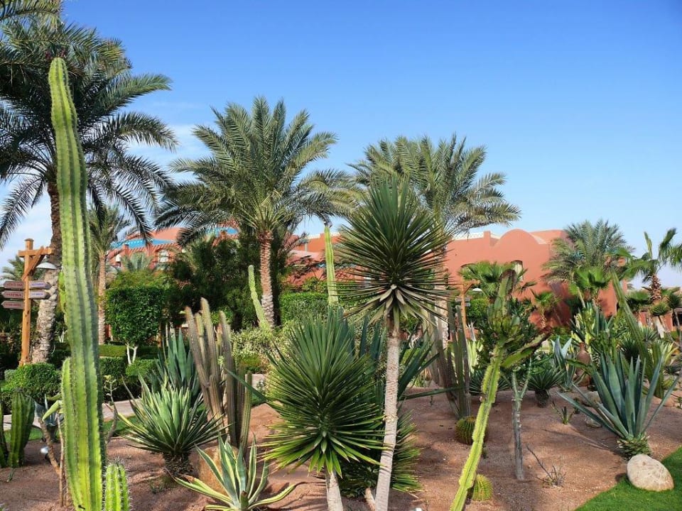 Garten TUI MAGIC LIFE Redsina Sharm El Sheikh