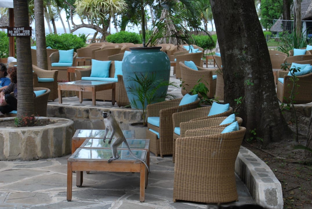 Affe auf dem Tisch  Ocean Village Club