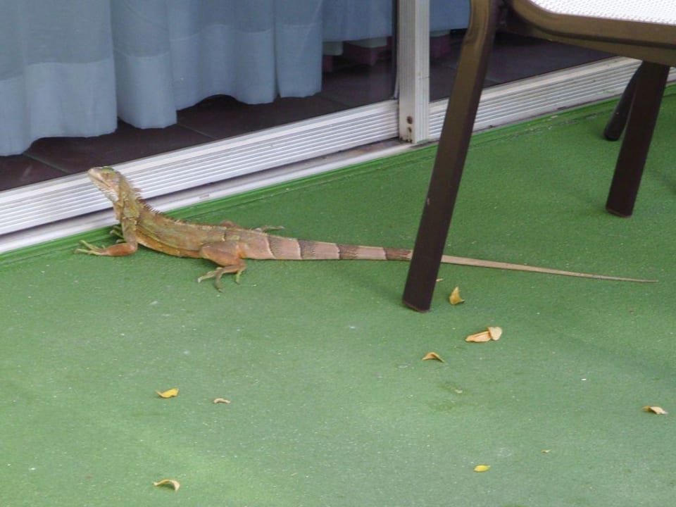 Leguan Manchebo Beach Resort & Spa