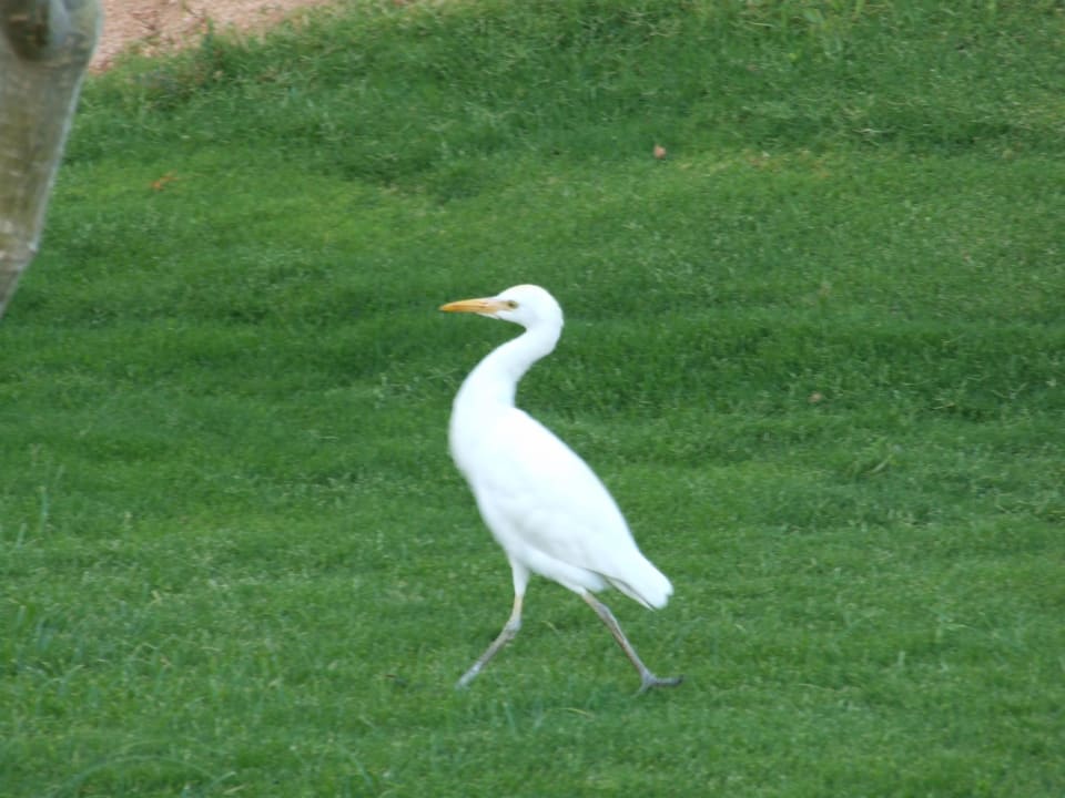 "Dzięcioł"  Regency Plaza Aqua Park & Spa