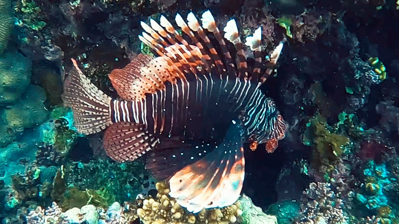 Sport & Freizeit Steigenberger Coraya Beach - Adults only