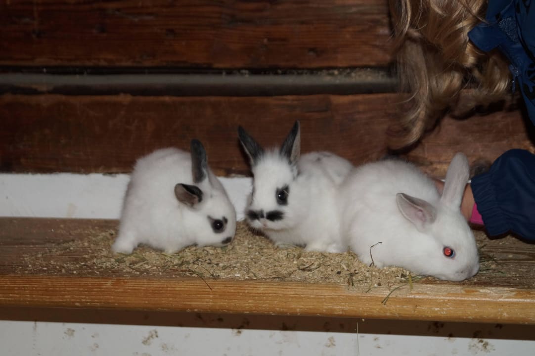 Streichelzoo Familienresort Ellmauhof – das echte All Inclusive