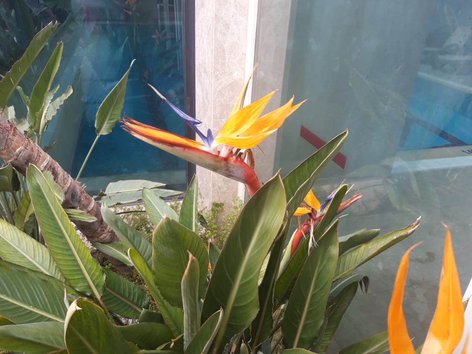 Gartenanlage Sentido Trendy Verbena Beach