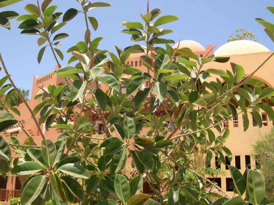 Grand Makadi Grand Makadi