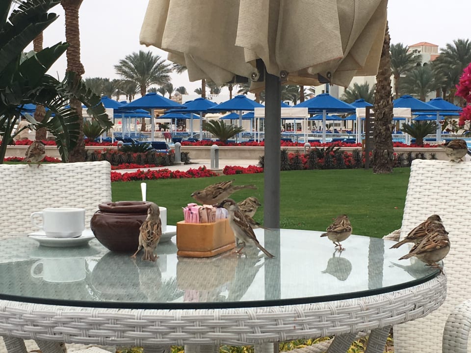 Sonstiges Pickalbatros Dana Beach Resort - Hurghada