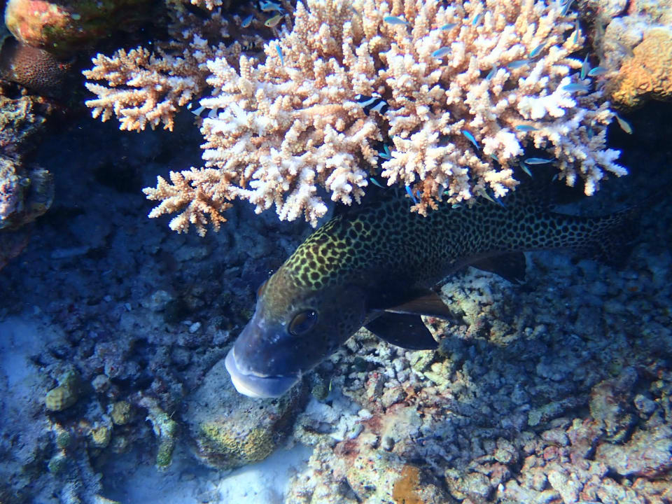 Sport & Freizeit Filitheyo Island Resort