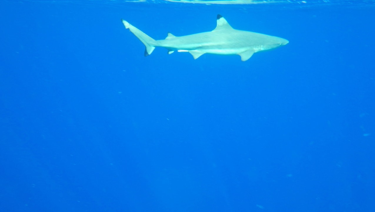 Beim Schnorcheln entdeckt: Schwarzspitzenriffhai Kuramathi Maldives