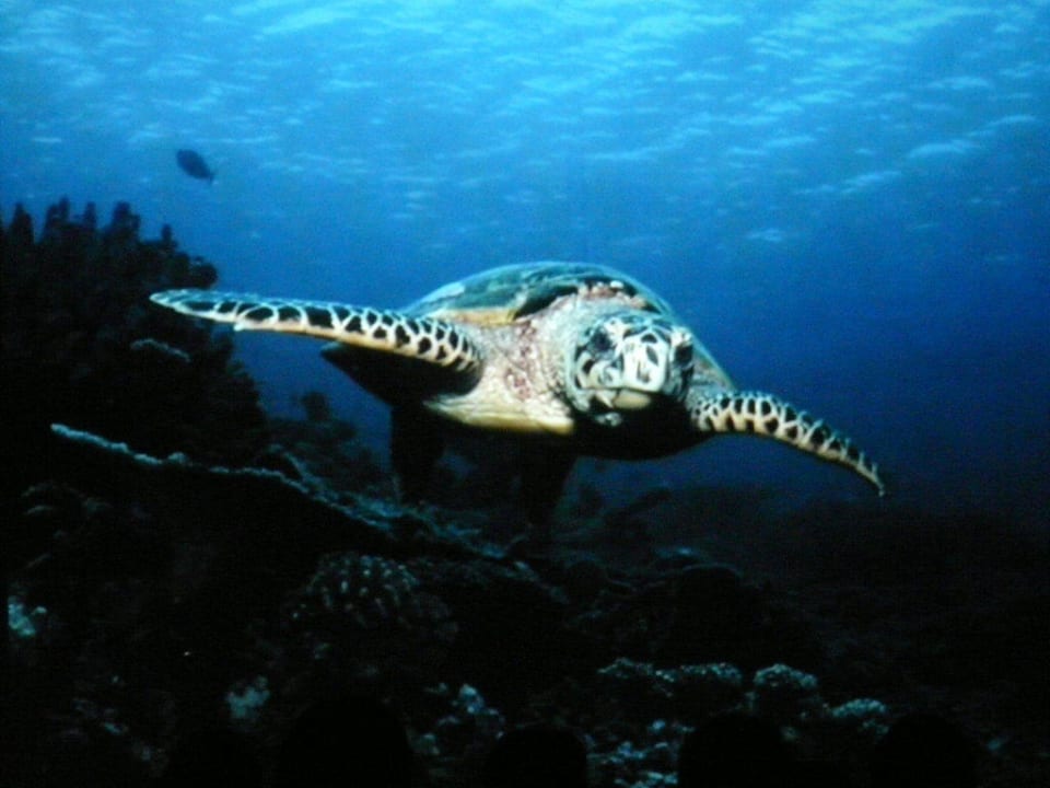 Unterwasserwelt Embudu Village