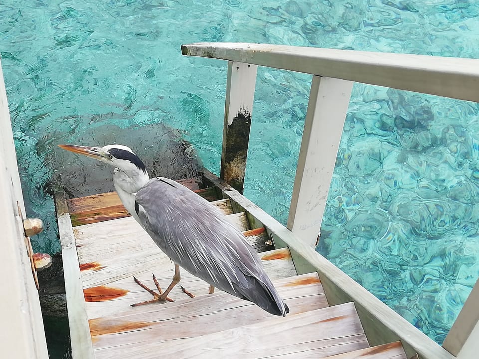 Ausblick Summer Island Maldives