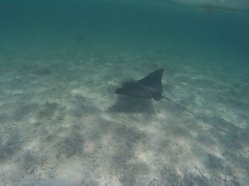 Rochen Akumal Bay Beach & Wellness Resort