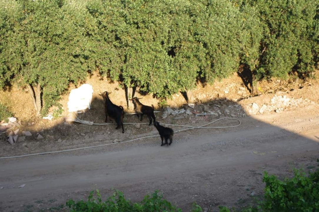 Stali bywalcy za murami hotelu.Dzikie kozy. Ölüdeniz Turquoise Hotel