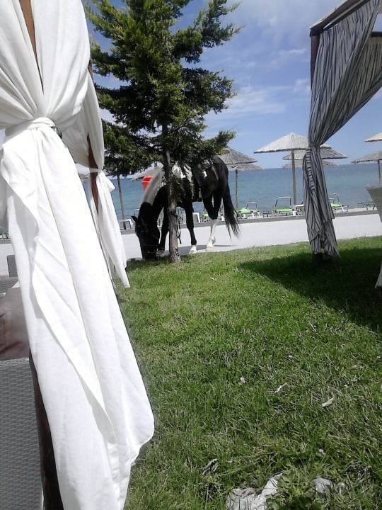 Es steht ein Pferd am Strand! alltoura Club Hotel Poseidon Palace